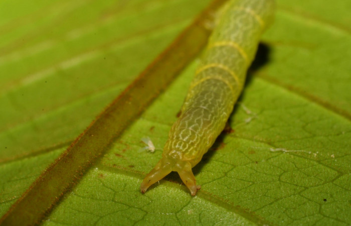 Figura 9. Parte posterior <i>Ceromacra</i> Poole02 (Erebidae).Sector San Cristobal, Sendero Huerta, (elevación 527 metros). Colectada 7 enero 2006.(06-SRNP-93-DHJ409353.jpg).