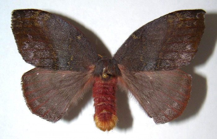 Figura 18. Adulto macho de <i>Hylesia aeneides</i> (Saturniidae). Voucher: 00-SRNP-2198.03-DHJ91528.