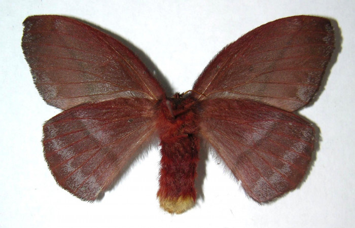 Figura 19. Adulto macho de <i>Hylesia aeneides</i> (Saturniidae). Voucher: 00-SRNP-2198.03-DHJ91529. 