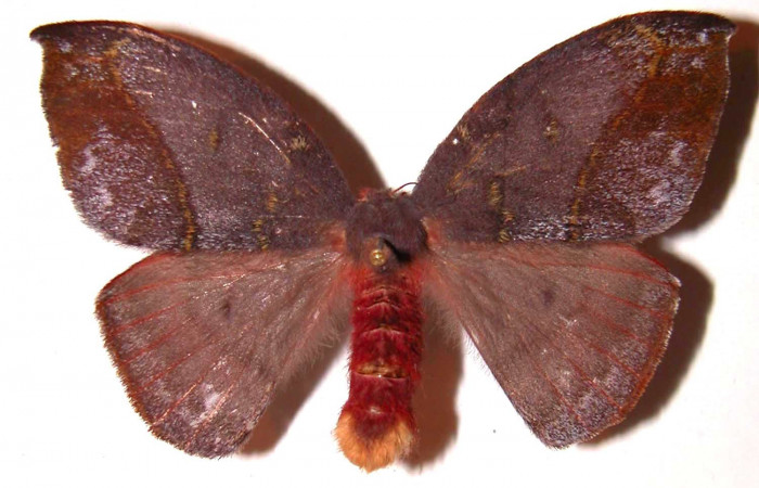 Figura 16. Adulto hembra de <i>Hylesia aeneides</i> (Saturniidae). Voucher: 01-SRNP-696-DHJ36408.