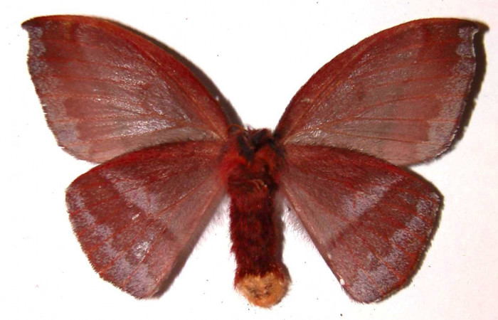 Figura 17. Adulto hembra de <i>Hylesia aeneides</i> (Saturniidae). Voucher: 01-SRNP-696-DHJ36409.