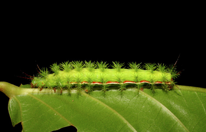Figura 7. Parte lateral <i>Hylesia aeneides</i> (Saturniidae). Último estadio. Voucher: 07-SRNP-1055-DHJ419453.jpg.