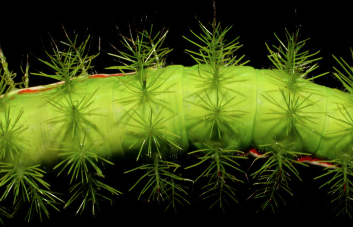 Figura 9. Detalle de proyecciones en forma de espina en <i>Hylesia aeneides</i> (Saturniidae). Último estadio. Voucher: 07-SRNP-1055-DHJ419458.jpg.