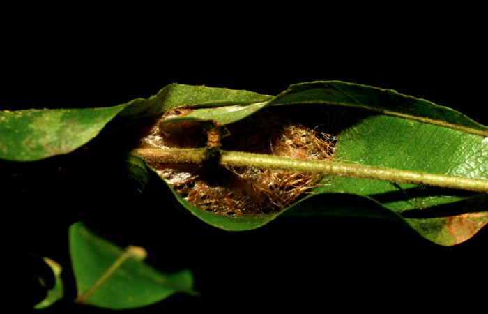 Figura 14. Capullo de <i>Hylesia aeneides</i> (Saturniidae) Voucher: 08-SRNP-32325-DHJ446022.jpg.