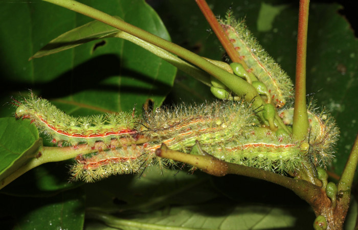 Figura 10. Grupo activo de <i>Hylesia aeneides</i> (Saturniidae). Último estadio. Voucher: 16-SRNP-31700-DHJ735575.jpg.