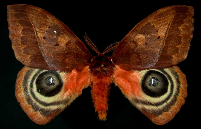 Figura 1. Ejemplo de la familia Saturniidae, de <i>Automeris anikmeisterae</i>DHJ01. Voucher: 99-SRNP-17086-DHJ31100.