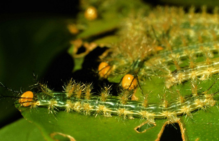 Figura 5. Parte dorsal de larvas en tercer estadio de <i>Hylesia aeneides</i> (Saturniidae) Voucher: 99-SRNP-4415-DHJ51069.jpg.