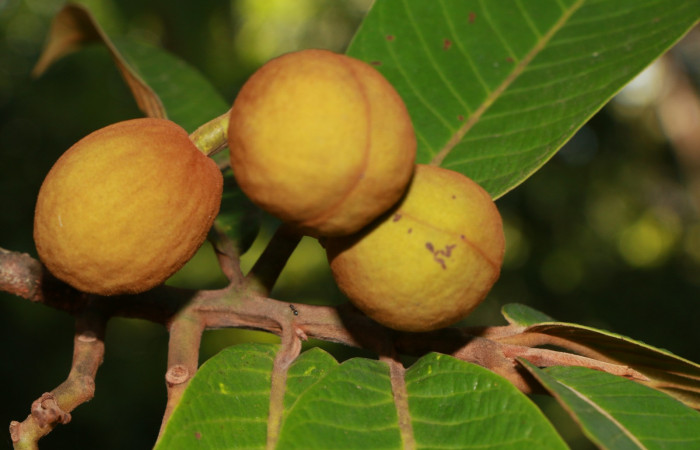 Figura. 10 Frutos <i>Virola koschnyi</i>, (Myristicaceae). Area de Conservación Guanacaste, Sector Rincón Rain Forest, Estación Leiva, Selva, (elevación 410 metros), colectada el 6 Mayo 2020. Foto, Jorge Hernández.