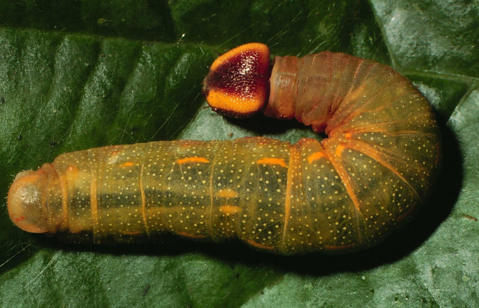 Figura. 12 Larva <i>Dyscophellus phraxanor</i> (Hesperiidae), posición dorsal alimentándose en <i>Virola koschnyi</i>, (Myristicaceae). (01-SRNP-49-DHJ56875.jpg).
