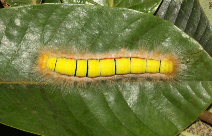 Figura. 14 Larva <i>Euglyphis asapha</i> (Lasiocampidae), posición dorsal entero alimentándose en <i>Virola koschnyi</i>, (Myristicaceae). (13-SRNP-30680-DHJ700838.jpg).