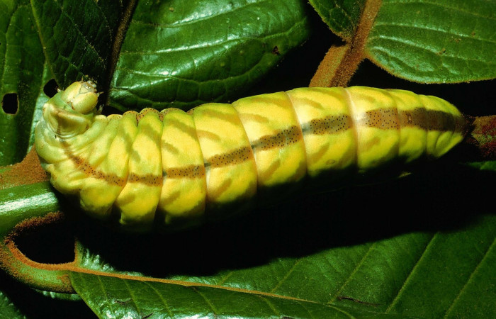 Figura. 16 Larva <i>Rhescyntis hippodamia</i> (Saturniidae), posición dorsal entero alimentándose en <i>Virola koschnyi</i>, (Myristicaceae). (95-SRNP-664-DHJ22052).