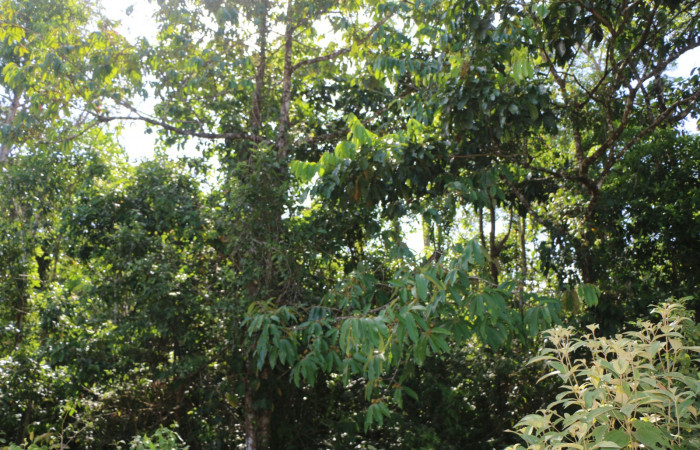 Figura. 1 Habitad <i>Virola koschnyi</i>, (Myristicaceae). Area de Conservación Guanacaste, Sector Rincón Rain Forest, Estación Leiva, Selva, (elevación 410 metros), colectada el 6 Mayo 2020. Foto, Jorge Hernández.
