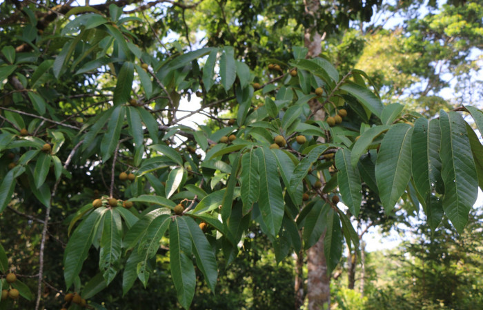 Figura. 2 Hojas <i>Virola koschnyi</i>, (Myristicaceae). Area de Conservación Guanacaste, Sector Rincón Rain Forest, Estación Leiva, Selva, (elevación 410 metros), colectada el 6 Mayo 2020. Foto, Jorge Hernández.