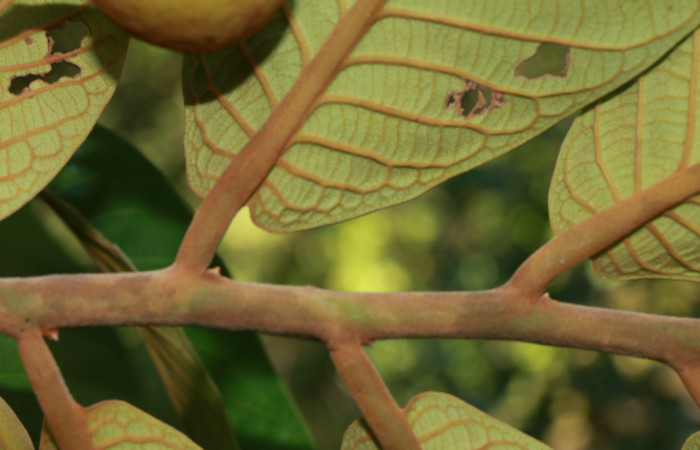 Figura. 3 Hojas <i>Virola koschnyi</i>, (Myristicaceae). Area de Conservación Guanacaste, Sector Rincón Rain Forest, Estación Leiva, Selva, (elevación 410 metros), colectada el 6 Mayo 2020. Foto, Jorge Hernández.