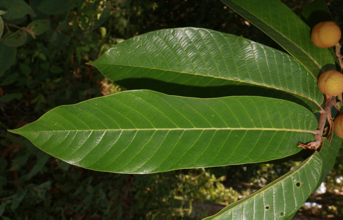 Figura. 4 Haz <i>Virola koschnyi</i>, (Myristicaceae). Area de Conservación Guanacaste, Sector Rincón Rain Forest, Estación Leiva, Selva, (elevación 410 metros), colectada el 6 Mayo 2020. Foto, Jorge Hernández.