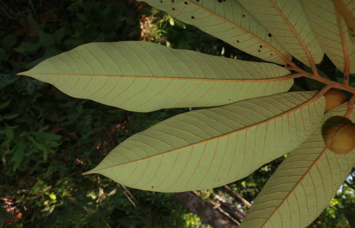 Figura. 6 Envés <i>Virola koschnyi</i>, (Myristicaceae). Area de Conservación Guanacaste, Sector Rincón Rain Forest, Estación Leiva, Selva, (elevación 410 metros), colectada el 6 Mayo 2020. Foto, Jorge Hernández.