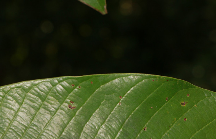 Figura. 7 Margen <i>Virola koschnyi</i>, (Myristicaceae). Area de Conservación Guanacaste, Sector Rincón Rain Forest, Estación Leiva, Selva, (elevación 410 metros), colectada el 6 Mayo 2020. Foto, Jorge Hernández.