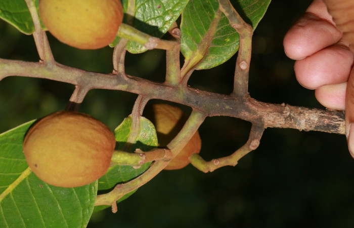Figura. 9 Frutos <i>Virola koschnyi</i>, (Myristicaceae). Area de Conservación Guanacaste, Sector Rincón Rain Forest, Estación Leiva, Selva, (elevación 410 metros), colectada el 6 Mayo 2020. Foto, Jorge Hernández.
