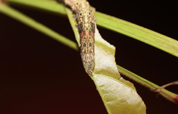  Cola en posición dorsal de <i>Mimophisma delunaris</i> (Erebidae), U estadio. Sector San Cristóbal,  Sendero Huerta. Voucher 14-SRNP-3110-DHJ487521.jpg.