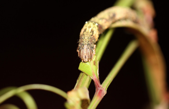  Cabeza en posición frontal de <i>Mimophisma delunaris</i> (Erebidae), U estadio. Sector San Cristóbal,  Sendero Huerta. Voucher 14-SRNP-3110-DHJ487522.jpg.