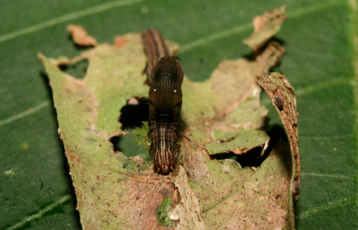  Cabeza en posición frontal de <i>Mimophisma delunaris</i> (Erebidae), PPU estadio.  Estación Biológica Quica,  Sendero Manguera. Voucher 14-SRNP-70546-DHJ722259.jpg.
