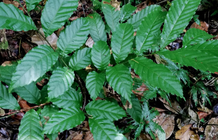  Planta juvenil de <i>Cupania glabra</i> (sapindaceae), planta hospedera de <i>Mimophisma delunaris</i> (Erebidae). Sector San Cristóbal, Estación Biológica San Gerardo. Foto, Elda Araya, 7 Mayo 2020.

