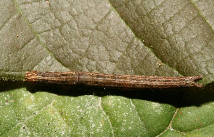  Larva en posición dorsal de <i>Mimophisma delunaris</i> (Erebidae), PPU estadio. Sector Pitilla, Estación Biológica Quica,  Sendero Manguera. Voucher 14-SRNP-70546-DHJ722321.jpg.