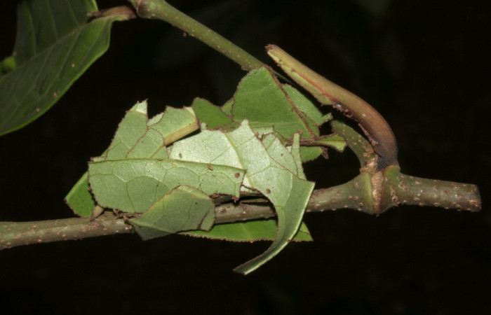  Prepupa de <i>Gonodonta pulverea</i> (Erebidae). Sector Pitilla, Pasmompa.  Voucher 18-SRNP-31685-DHJ746980.jpg.