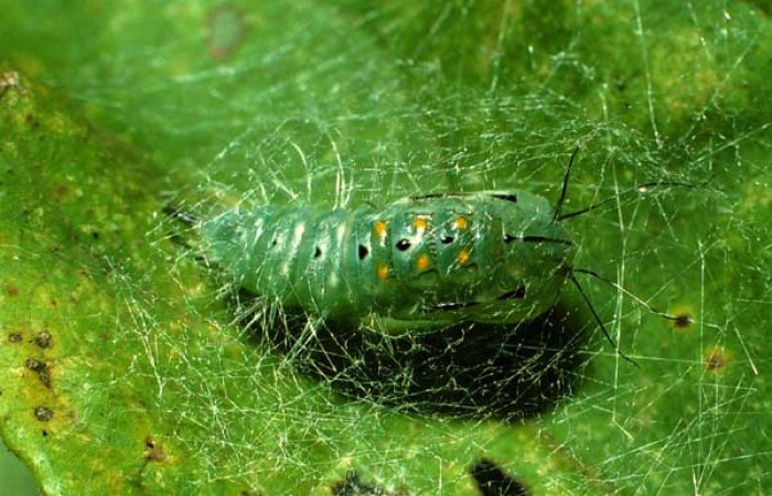  Pupa de <i>Caviria</i> reginaDHJ02 (Erebidae). Sector Pitilla, Pasmompa.  Voucher 01-SRNP-5480-DHJ62895.jpg.