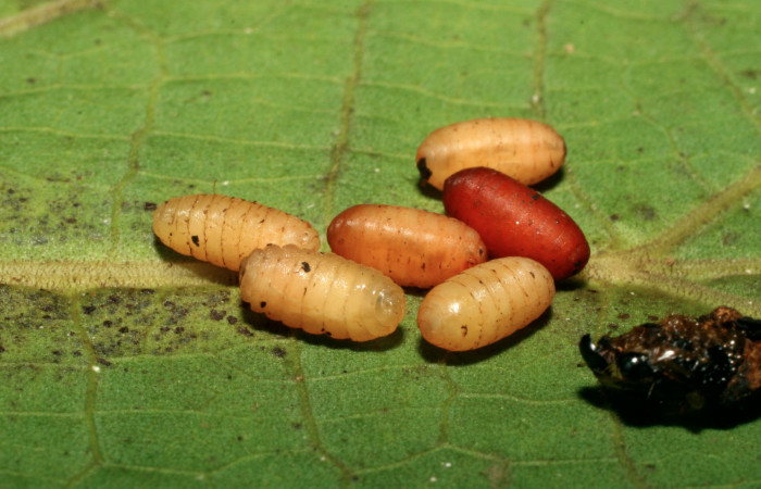 Figura 15. Puparios de parásitos <i>Winthemia</i> Wood02a (Tachinidae) que ataca <i>Consul cecrops</i> (Nymphalidae), localidad Amonias Sector Pitilla ACG (390m). Voucher: 08-SRNP-31825-DHJ445483.jpg.