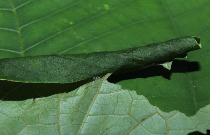 Figura 3. Casita de <i>Consul cecrops</i> (Nymphalidae), localidad Medrano Estación Quica Sector Pitilla ACG (380m). Voucher: 14-SRNP-71901-DHJ726264.jpg.