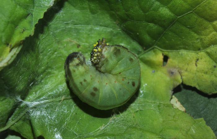 Figura 7. Larva <i>Consul cecrops</i> (Nymphalidae), en estado de prepupa vista dorsal, localidad Medrano Estación Quica Sector Pitilla ACG (380m). Voucher: 14-SRNP-71901-DHJ726436.jpg.