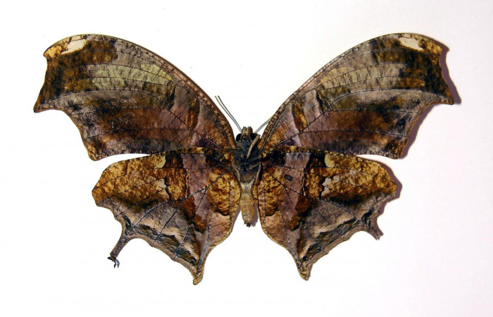 Figura 14. Adulto de <i>Consul cecrops</i> (Nymphalidae), hembra vista ventral, localidad Quebrada Cementerio Sector San Cristóbal ACG (700m). Voucher: 97-SRNP-6963-DHJ97029.jpg.