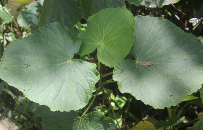 Figura 16. Planta hospedera de <i>Consul cecrops</i> (Nymphalidae), esta planta se llama <i>Piper marginatum</i> (Piperaceae), localidad Estación Quica Sector Pitilla ACG (470m).
