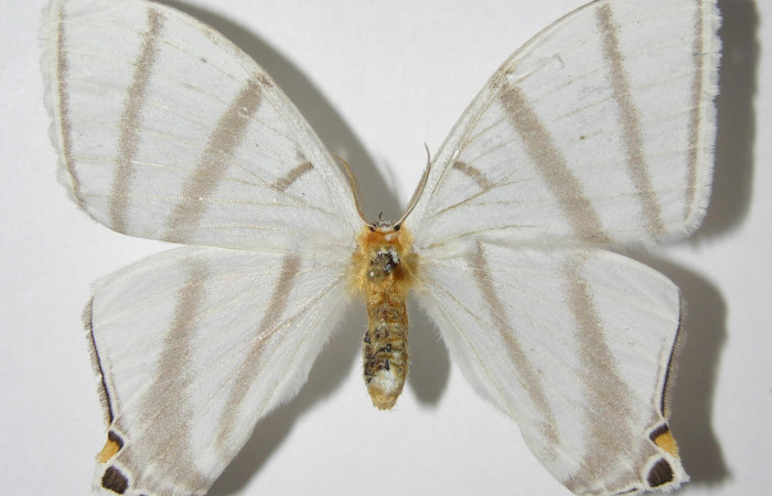 Fig. 15. Hembra de  <i>Therinia transversaria</i> (Saturniidae),  vista dorsal. Voucher: 01-SRNP-1566-DHJ334320.