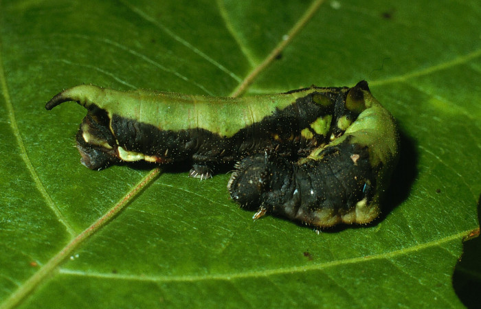 Fig. 10. Larva de <i>Therinia transversaria</i> (Saturniidae), comiendo <i>Uncaria tomentosa</i> (Rubiaceae).Voucher: 03-SRNP-18054-DHJ76956.