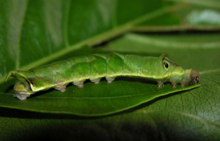 Fig. 7. Larva de <i>Therinia transversaria</i> (Saturniidae), comiendo  <i>Uncaria tomentosa</i> (Rubiaceae).Voucher: 03-SRNP-19073-DHJ401053.