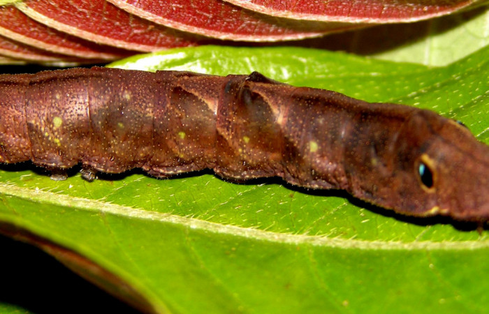 Fig. 9. Larva de <i>Therinia transversaria</i> (Saturniidae), comiendo  <i>Sabicea panamensis</i> (Rubiaceae).Voucher: 04-SRNP-34209-DHJ401525.