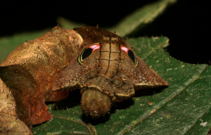 Fig. 11. Detalle ojos <i>Oxytenis beprea</i> (Saturniidae), comiendo <i>Randia pittieri</i> (Rubiaceae).Voucher: 06-SRNP-33714-DHJ416305.