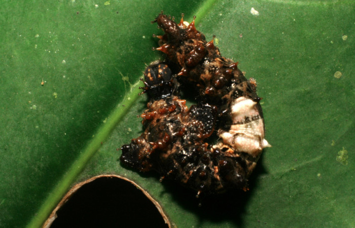 Fig. 4. Larva de <i>Oxytenis beprea</i> (Saturniidae), comiendo <i>Posoqueria latifolia</i> (Rubiaceae).Voucher: 07-SRNP-532599-DHJ421669.