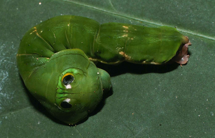 Fig. 8. Larva de <i>Oxytenis  modoccidentalis</i> (Saturniidae), comiendo <i>Posoqueria latifolia</i> (Rubiaceae).Voucher: 99-SRNP-11853-DHJ51635.