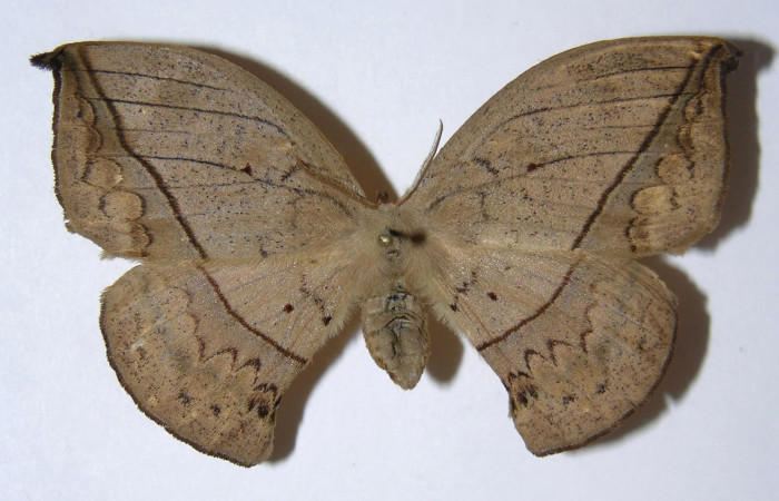 Fig.11  Adulto <i>Oxytenis beprea</i> vista dorsal, hembra. Voucher: 02-SRNP-30562-DHJ334292.jpg