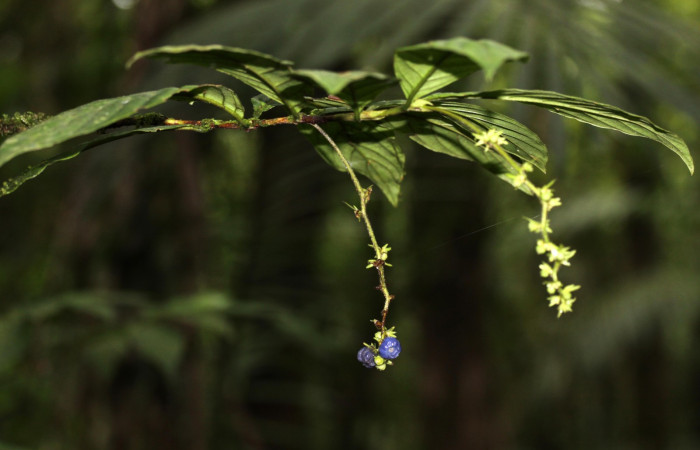 Fig. 15 <i>Bertiera bracteosa</i>, hospedero de <i>Oxytenis beprea</i>, Estación Pitilla Area Conservación Guanacaste.