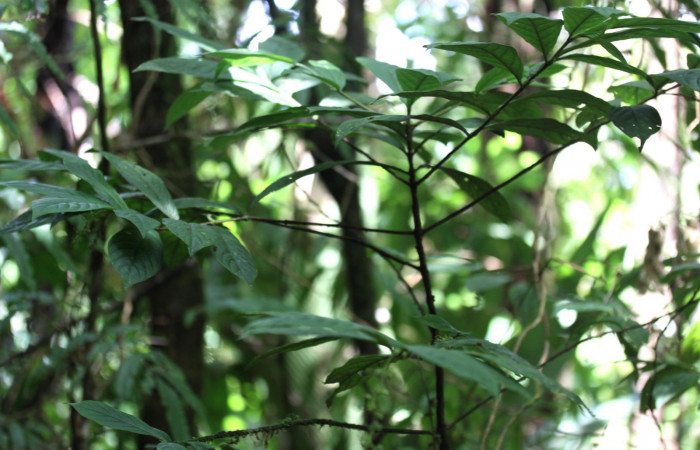 Fig. 16  <i>Bertiera bracteosa</i>, hospedero de <i>Oxytenis beprea</i>,  Planta entera Estación Pitilla Area Conservación Guanacaste.