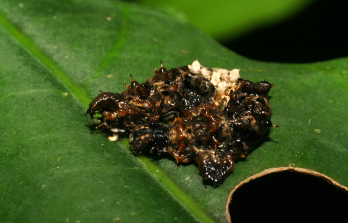 Fig. 2  Larva <i>Oxytenis beprea</i>, vista dorsal tercer estadio. Voucher: 07-SRNP-32599-DHJ421670.jpg. 