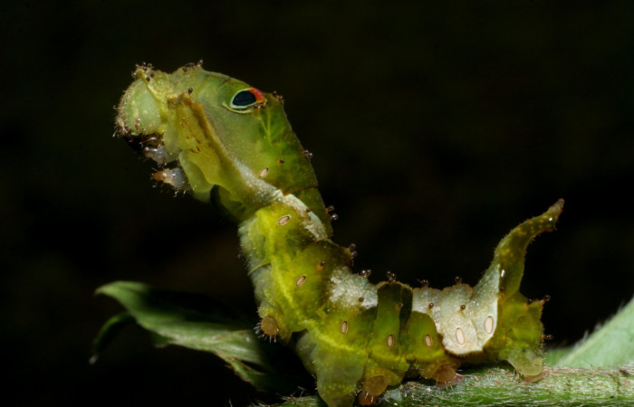 Fig.4.. Larva <i>Oxytenis beprea</i> ,vista lateral ultimo estadio. Voucher: 08-SRNP-31208-DHJ438895.jpg