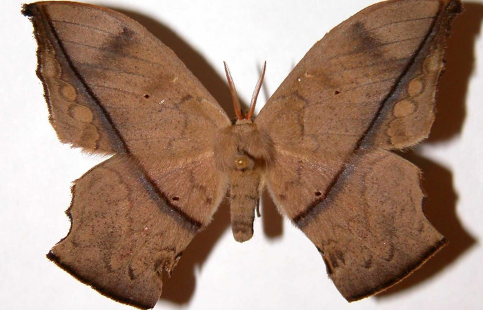Fig.7. Adulto <i>Oxytenis beprea</i> vista dorsal, macho.  Voucher: 00-SRNP-11713-DHJ33936.jpg. 