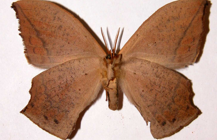 Fig.8. Adulto <i>Oxytenis beprea</i> vista ventral, macho.  Voucher: 00-SRNP-11713-DHJ33937.jpg. 