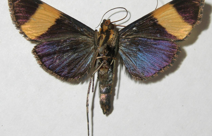Figura 7. Adulto <i>Pilocrocis xanthozonalis</i> (Crambidae), macho mostrando parte dorsal, localidad Argendora Sector Brasilia ACG (370m). Voucher: 08-SRNP-66108-DHJ502509.jpg.