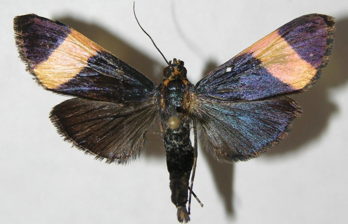 Figura 8. Adulto <i>Pilocrocis xanthozonalis</i> (Crambidae), macho mostrando parte ventral, localidad Argendora Sector Brasilia ACG (370m). Voucher: 08-SRNP-66110-DHJ502512.jpg.